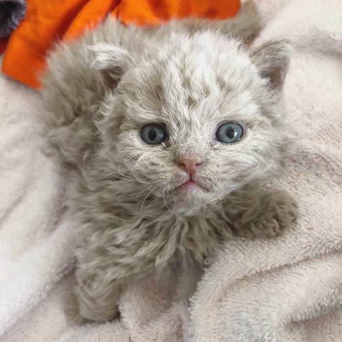 raça Selkirk Rex filhote