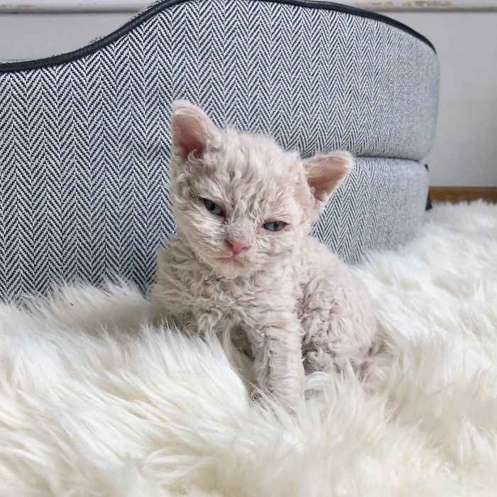 raça Selkirk Rex gatos