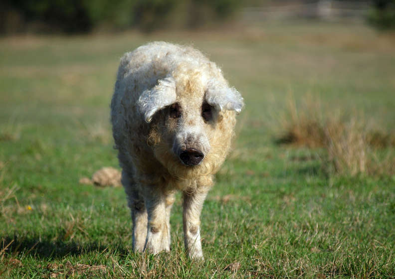 Porcos fofos que parecem ovelhas peludos