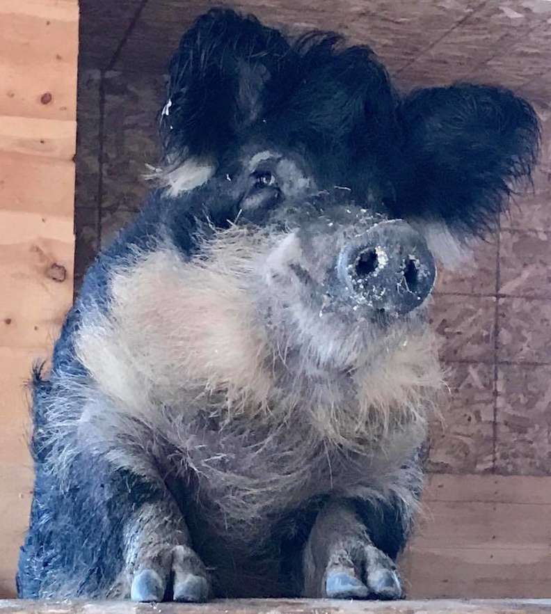porco mangalitsa