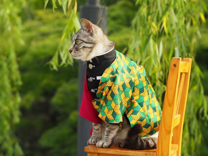 vestidos para gatos