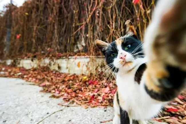 gatos divertidos