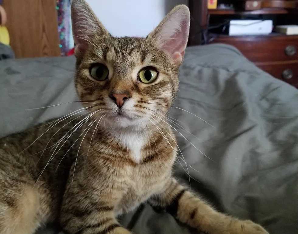 Gatinha resgatada de bueiro