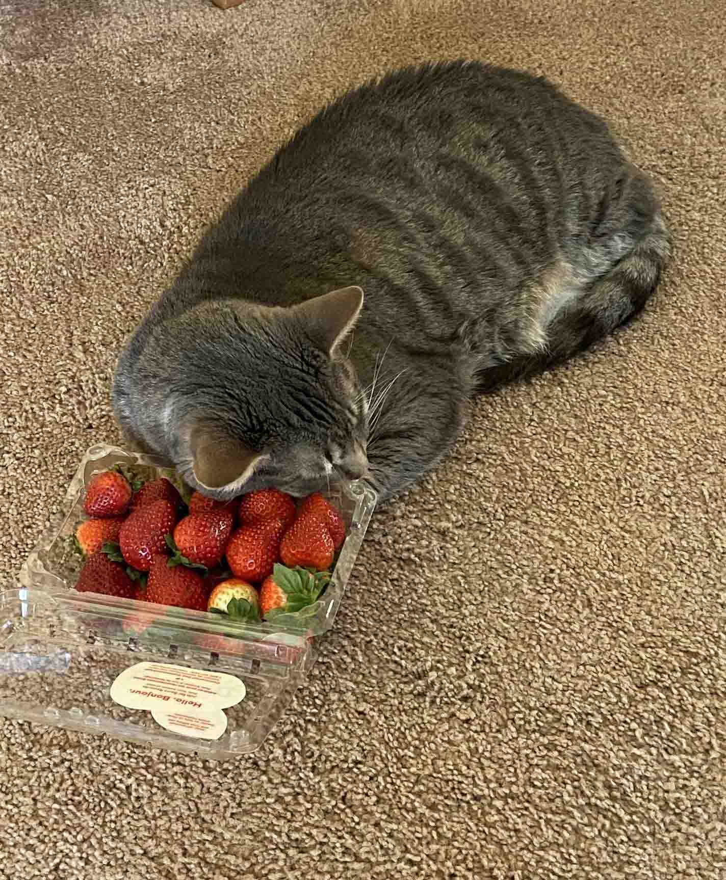 gatinho que ama morangos