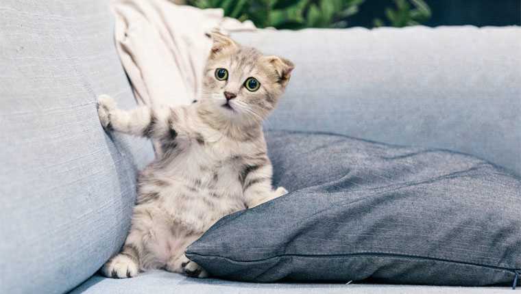 fatos divertidos sobre animais