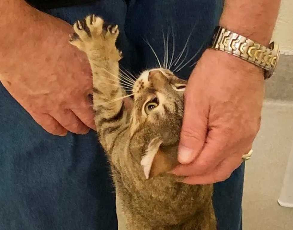 gata abraça homem