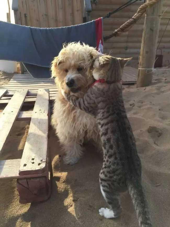 amizade entre cachorro e gato