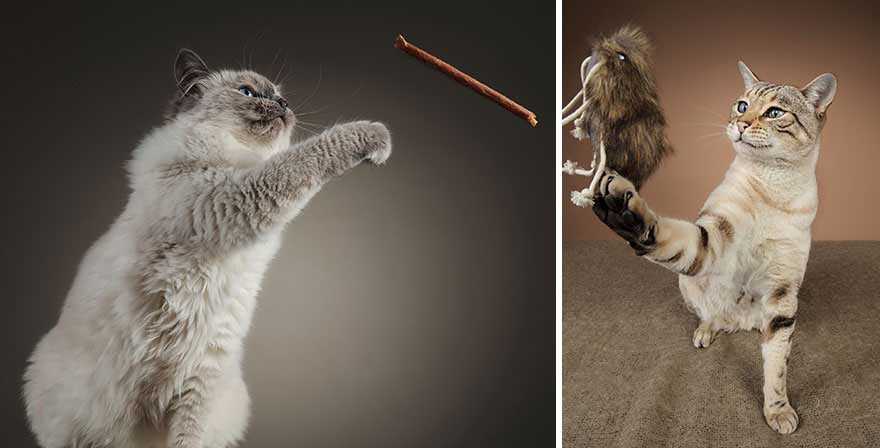 Fotógrafa deixa gatinhos invadirem estúdio