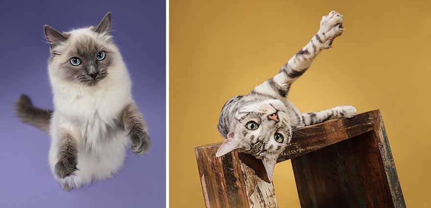 Fotógrafa deixa gatinhos invadirem o estúdio