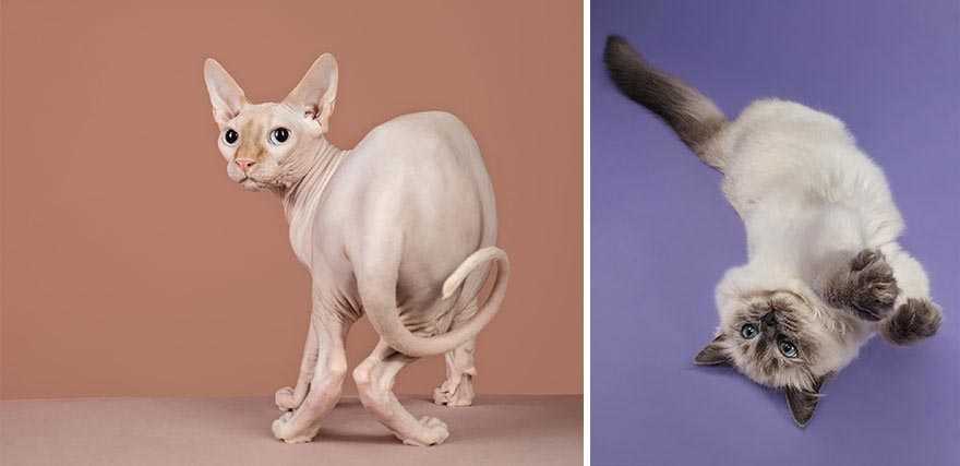 Fotógrafa deixa gatinhos invadirem seu estúdio e resultado