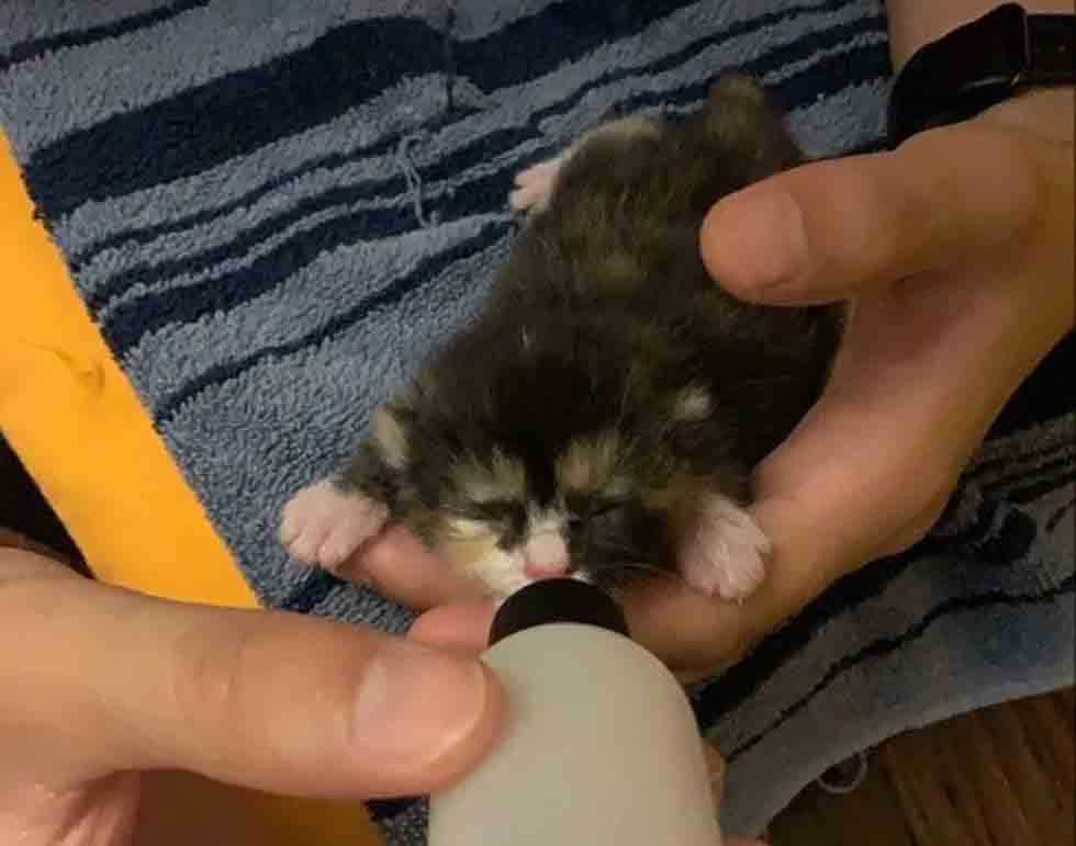 Gatinha minúscula resgatada fotos