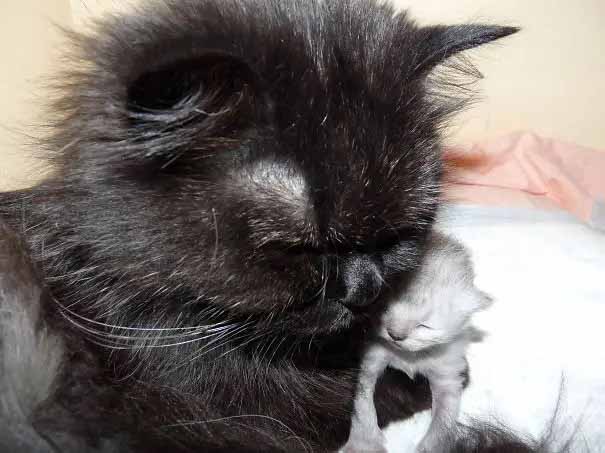 Gatinhas e filhotes fofos