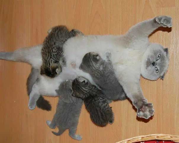 Gatinhas e filhotes fofura