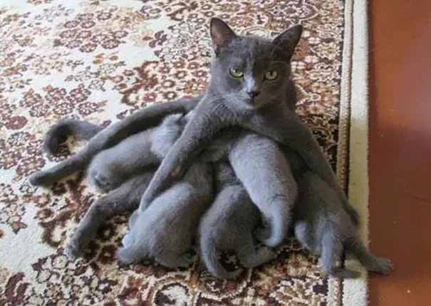 Gatinhas e filhotes fotos