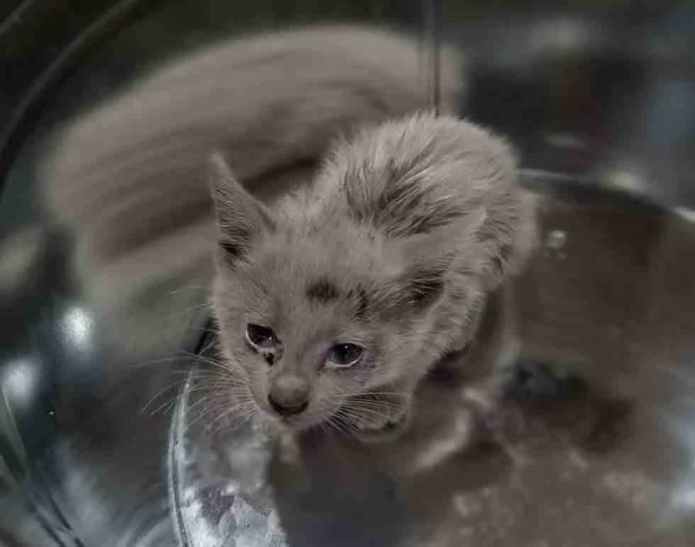 Gatinho coberto de óleo fotos