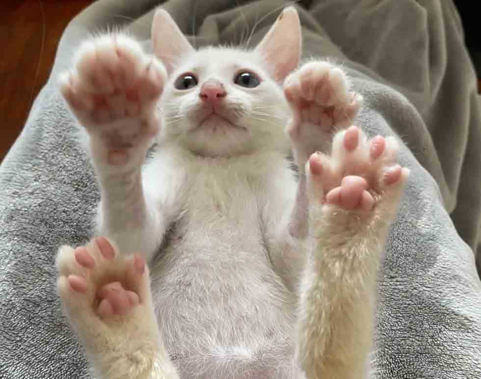 Gatinho coberto de óleo mudou de cor