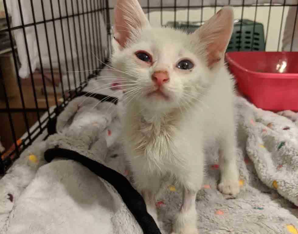 Gatinho coberto de óleo mudou