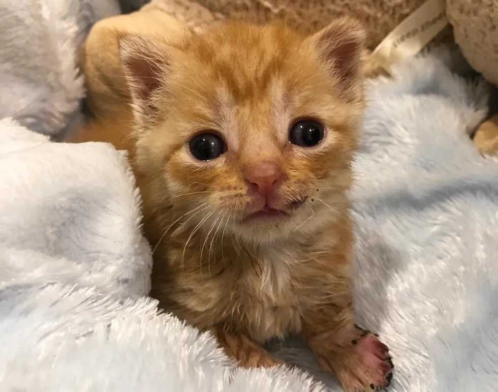 Gatinho de rua extremamente lindo