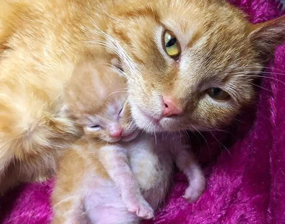 Gatinho extremamente lindo salvo