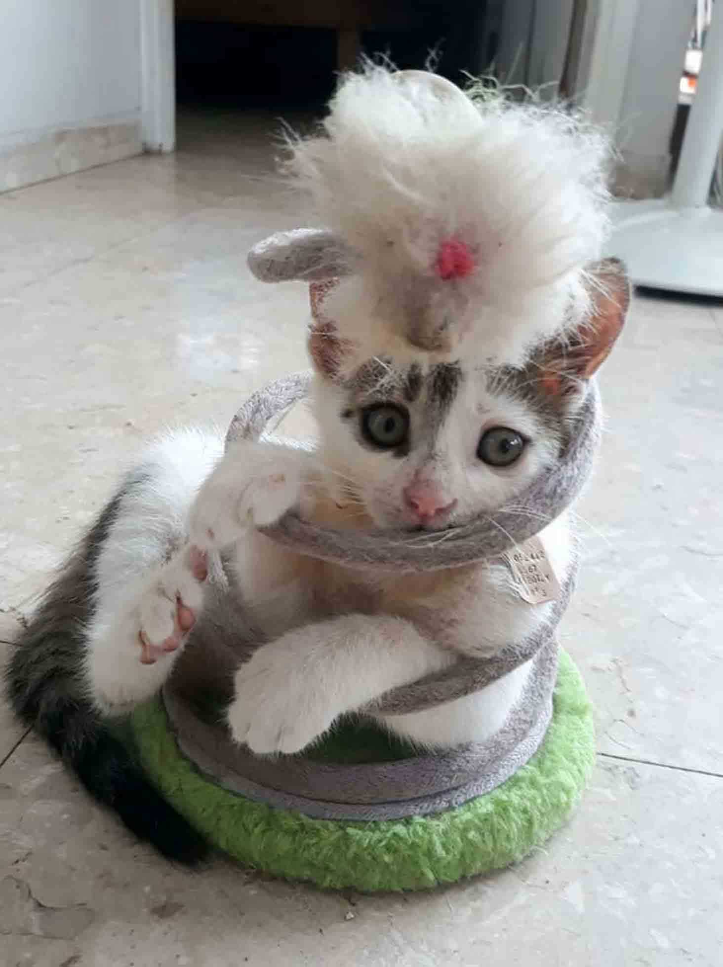 Gatinho ficou preso em brinquedo engraçado