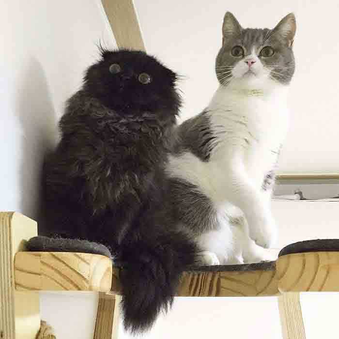 Gatinho fofo com os maiores olhos fotos