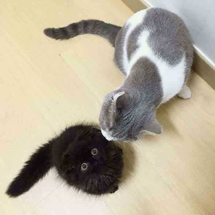 Gatinho fofo com os maiores olhos imagens