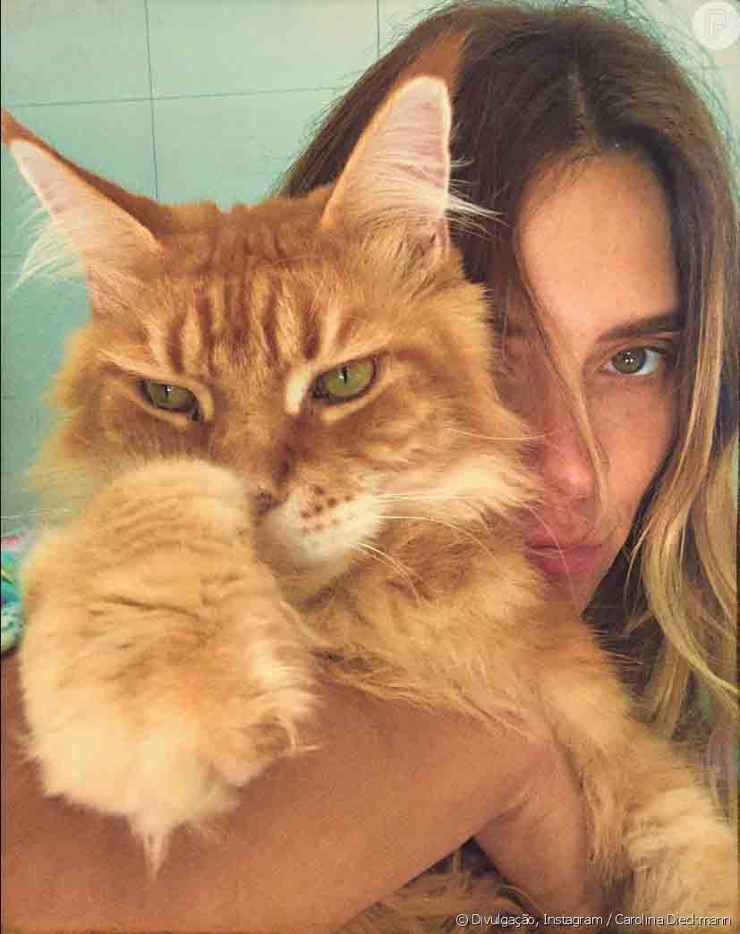 Gatinho gigante de Carolina Dieckmann morre