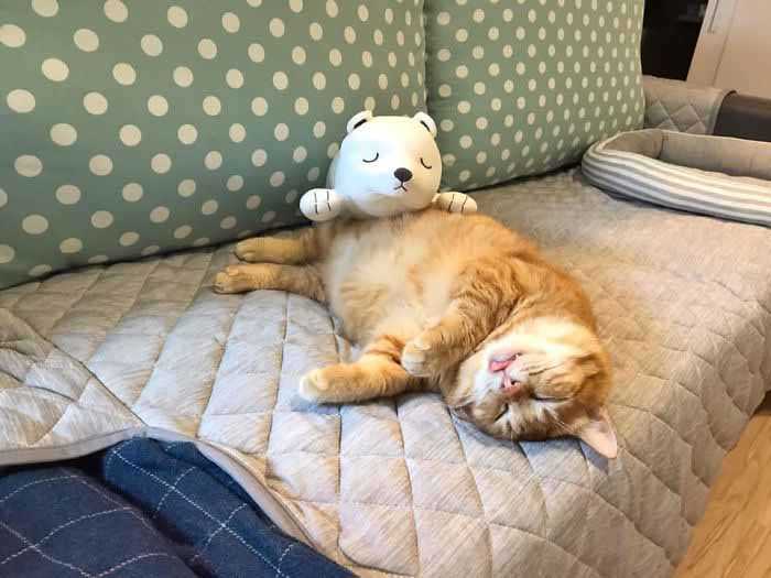 Gatinho mais preguiçoso só dorme