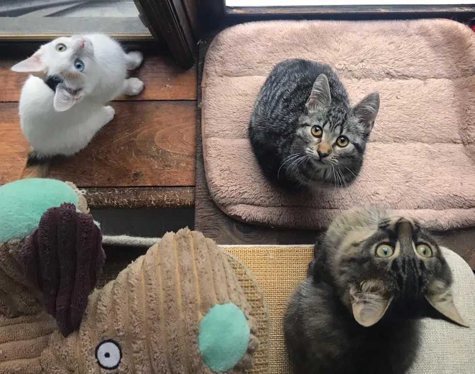 Gatinho tímido resgatado