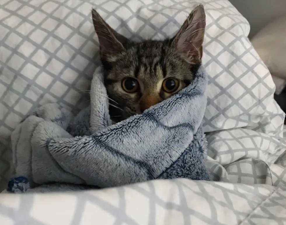 Gatinho tímido salvo