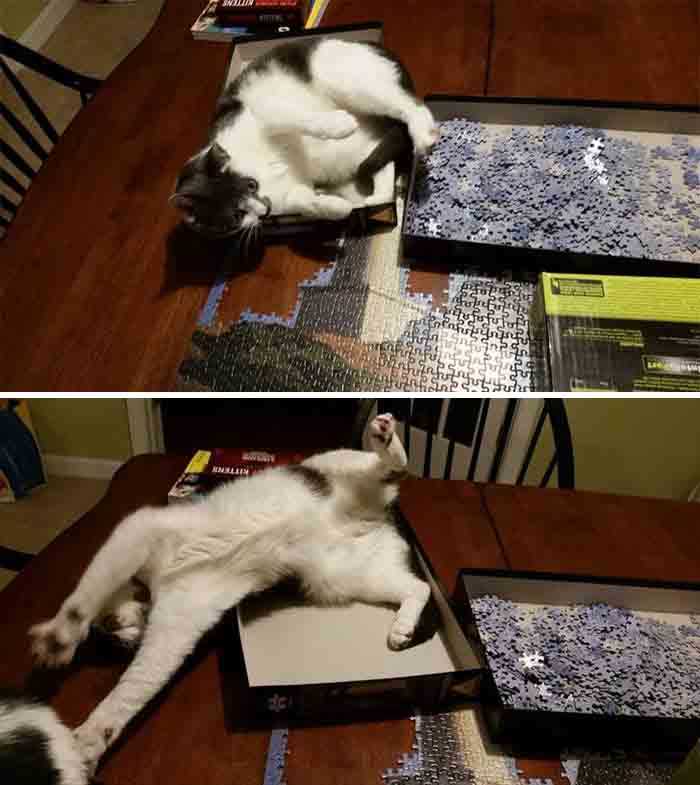 Gatinhos e quebra-cabeças divertido