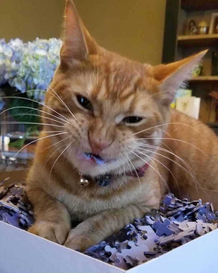 Gatinhos e quebra-cabeças fotos engraçadas