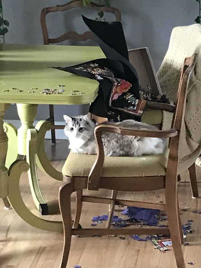 Gatinhos e quebra-cabeças imagens engraçadas