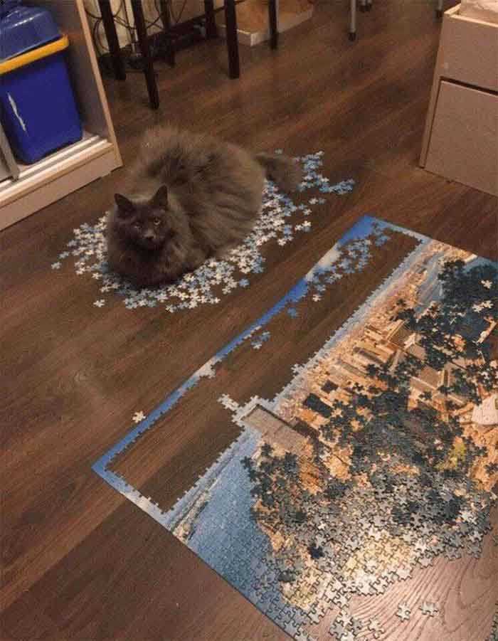 Gatinhos e quebra-cabeças imagens