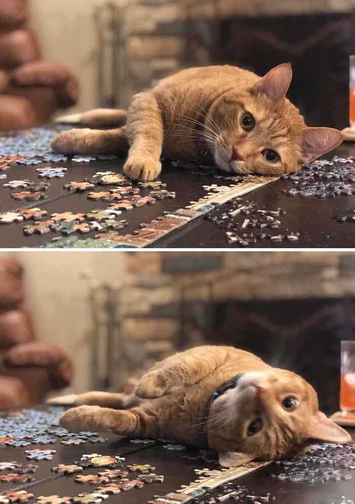 Gatinhos e quebra-cabeças