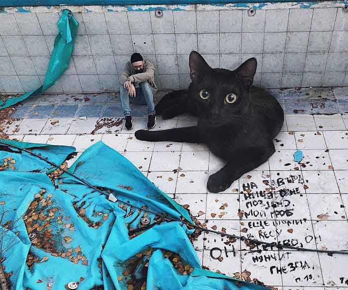 Gatinhos gigantes dominam o mundo photoshop