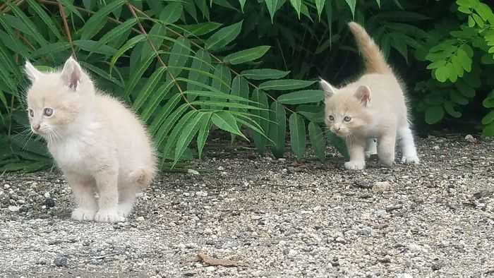 Gatinhos são os predadores naturais