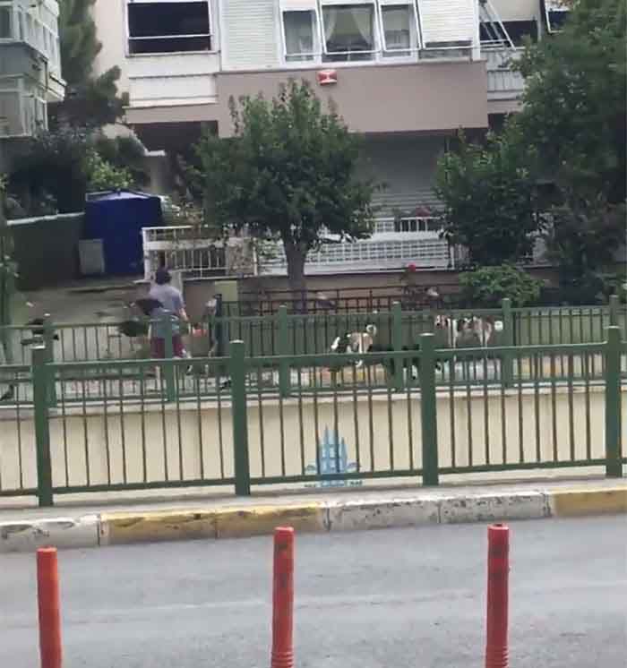 animais seguem mulher pela rua