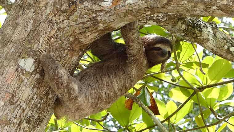 bicho preguiça curiosidades