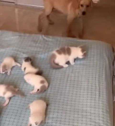 cachorros e gatos juntos