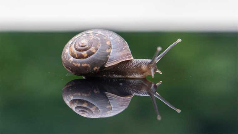 caracol pode dormir por três anos