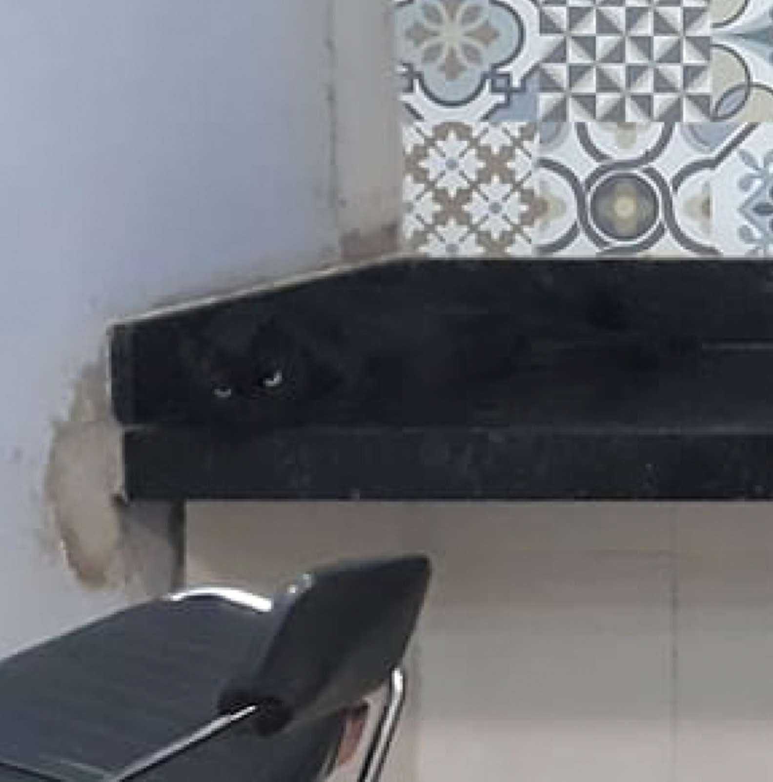 encontre o gato resultado