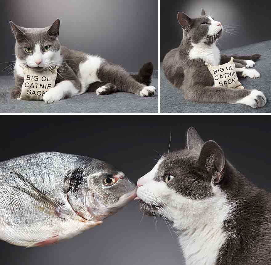 estúdio de fotografia gatos