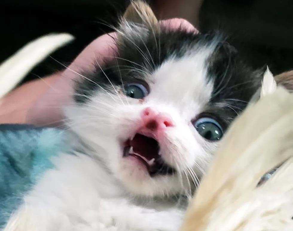 filhote fofo gato