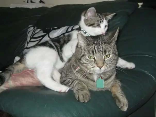 filhotinhos de gatos