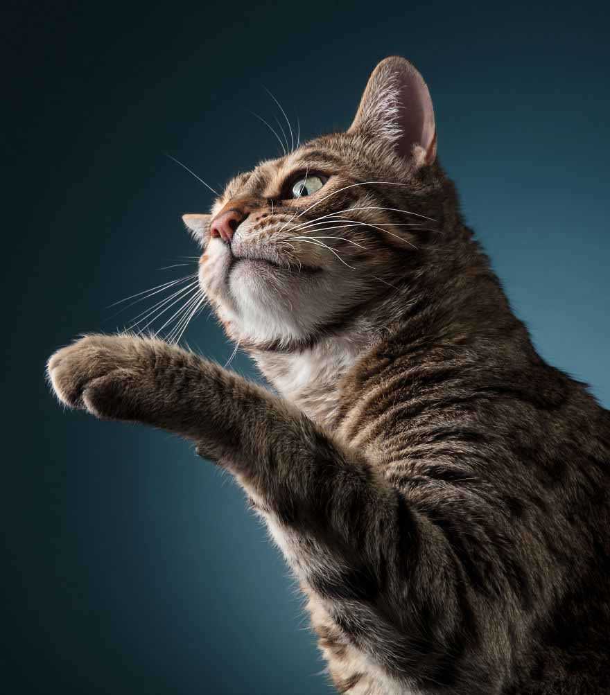 fotos de gatos