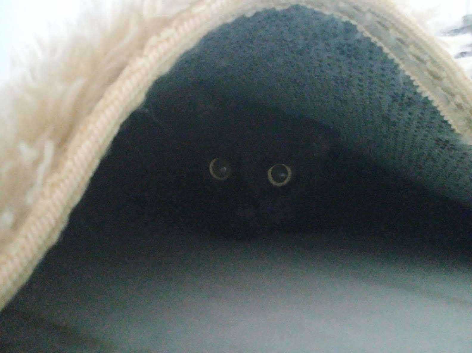 fotos encontre o gato