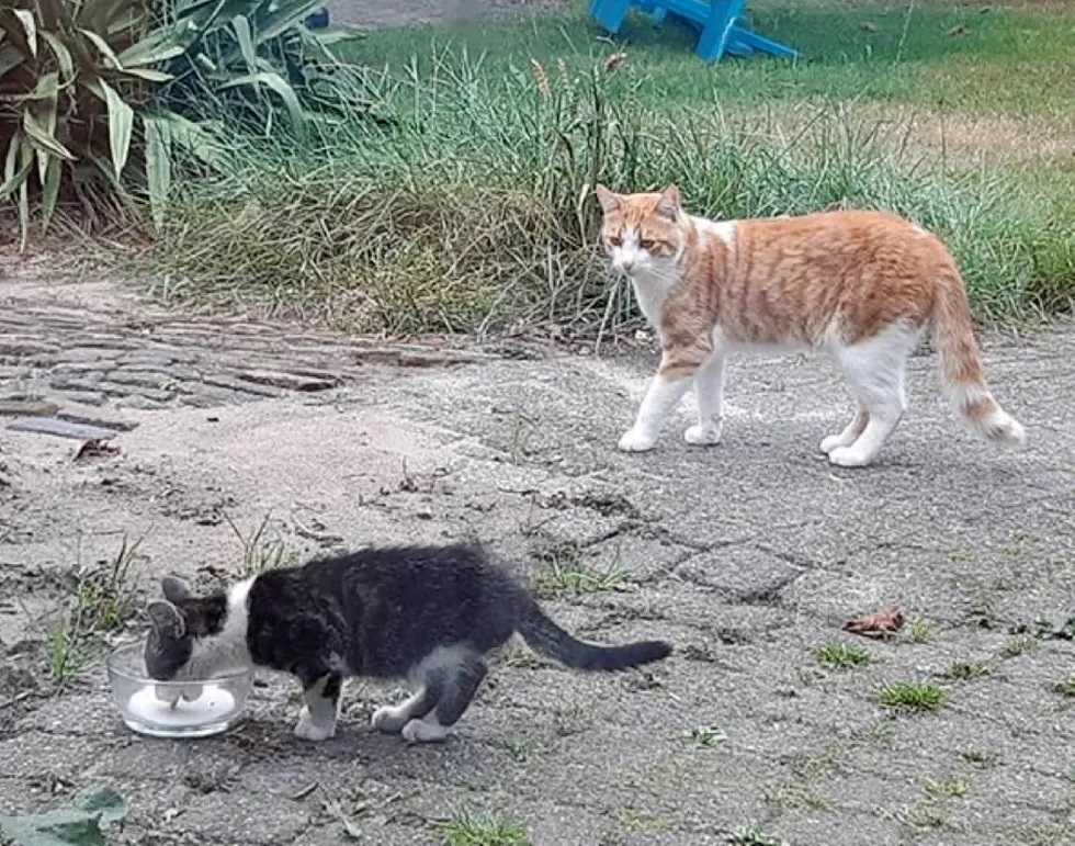 gatinho faz amizade com filhote abandonado