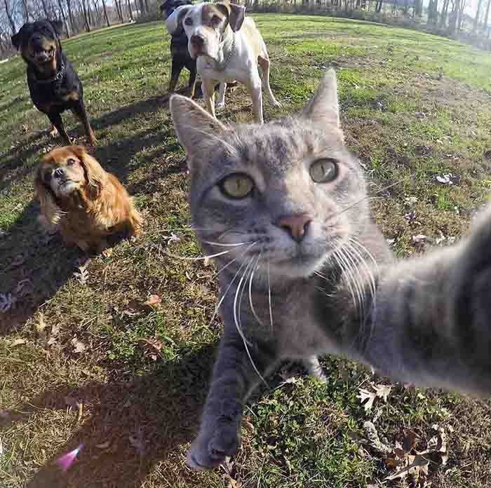 gatinho tira selfies melhor do que você