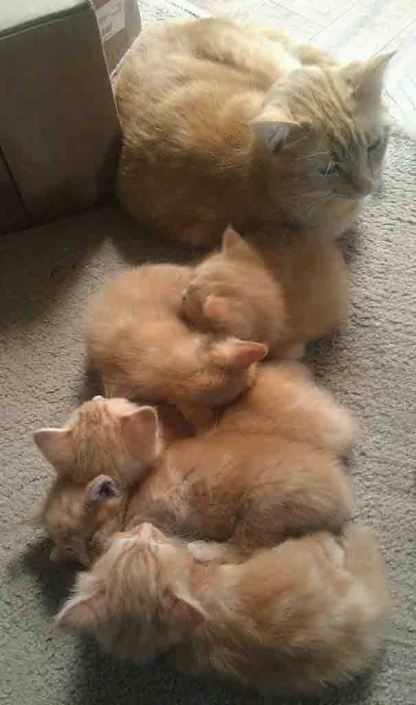 gatinhos mais fofos